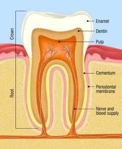 Tooth-Anatomy-Resized